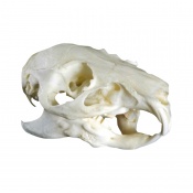 Life Size Guinea Pig Skull