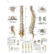 Spinal Nerves Chart | Health and Care