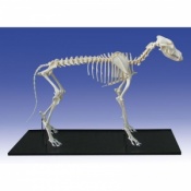 Life Size Dog Skeleton