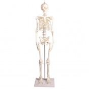 Miniature Therapy Skeleton ''Paul''