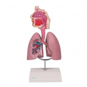 Human Respiratory System Model