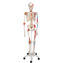 Flexible Model Skeleton Sam with Muscles and Ligaments