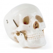 Life-Size Human Skull