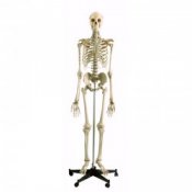 Model Skeleton Human Full Size