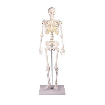 Mini Skeleton Models | Health and Care