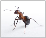 Quiz Ant