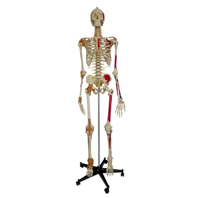 Rudiger Super-Duper Life-Size Skeleton Model